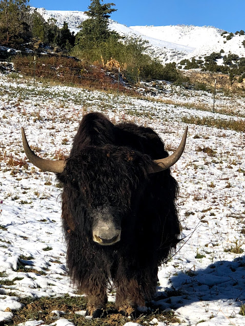 Read more about the article Yak Husbandry