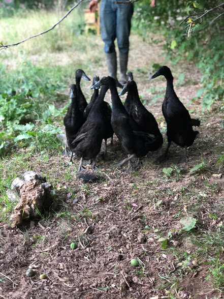 Herding Ducks