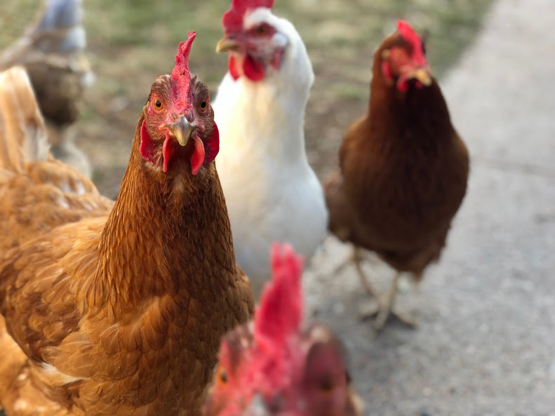 You are currently viewing How to choose chickens for your backyard flock