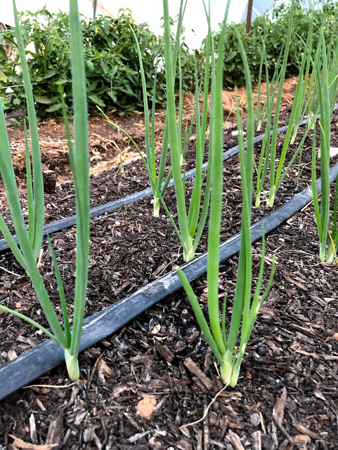You are currently viewing Scallions: From seed to plate