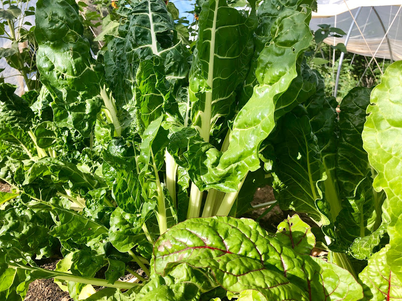 You are currently viewing Chard: From seed to plate