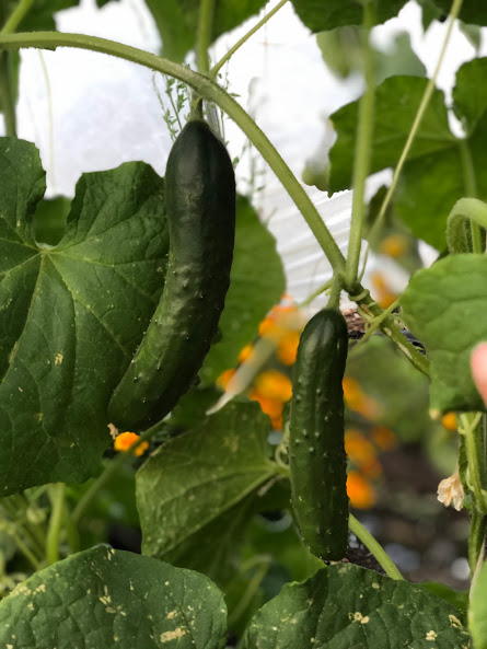 You are currently viewing Cucumbers: From seed to plate