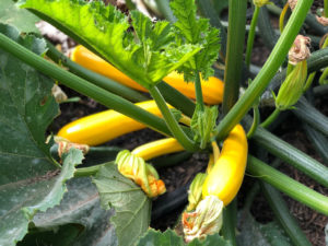 Read more about the article Summer squash: From seed to plate