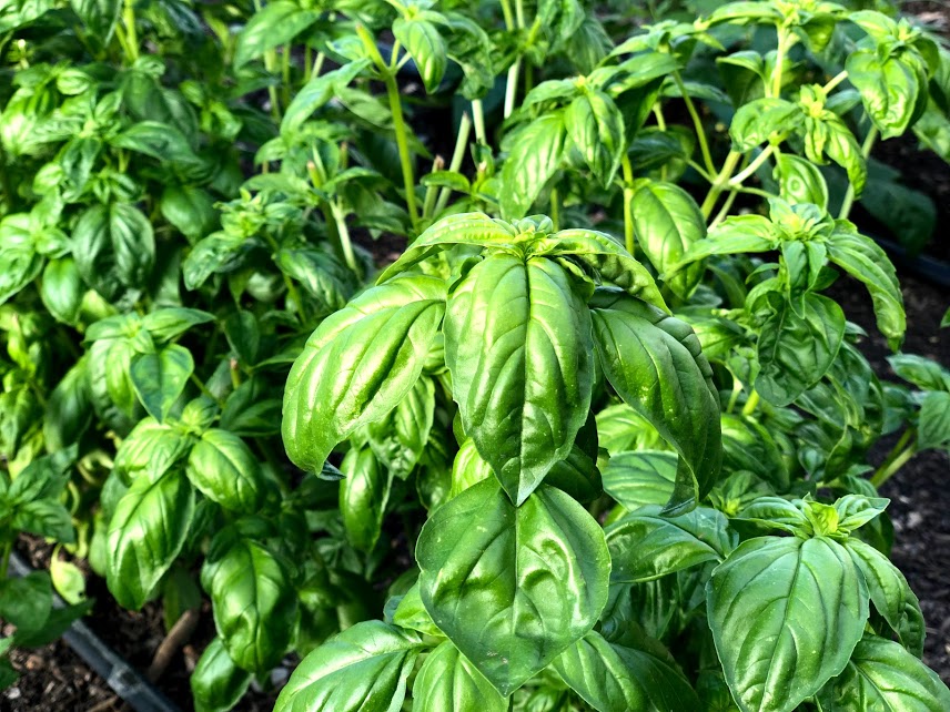 You are currently viewing Basil: How to grow, harvest and prepare