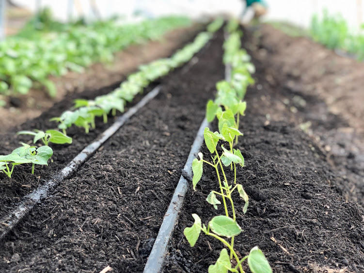 How To Successfully Transplant Your Seedlings The Forbes Family Farm