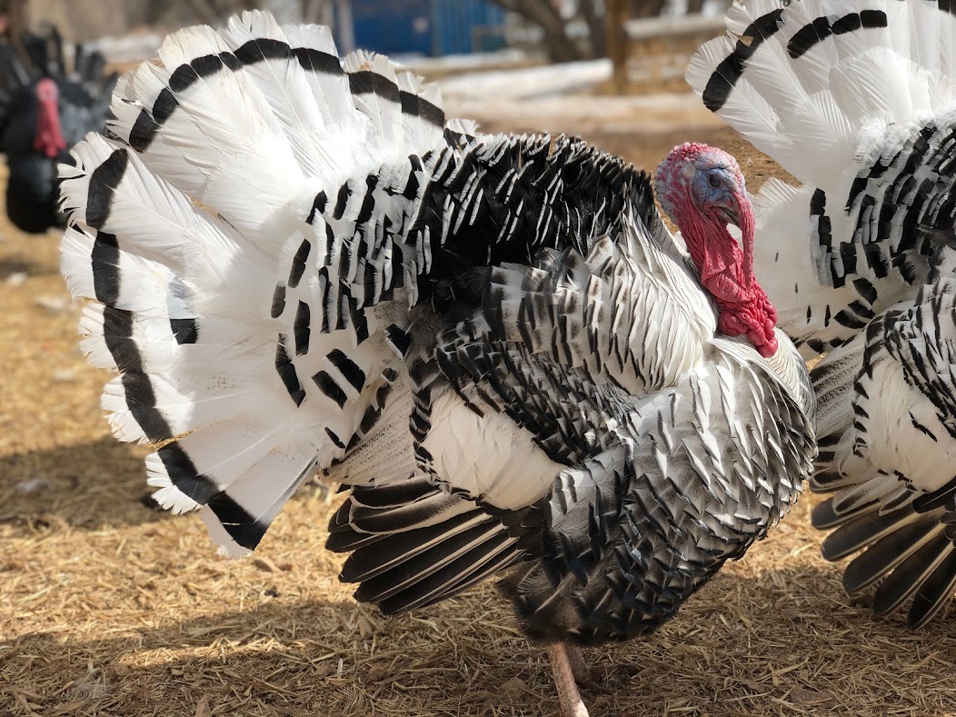 How to perfectly cook a heritage breed turkey The Forbes Family Farm