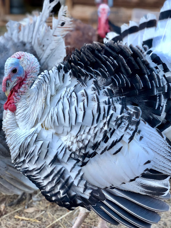 You are currently viewing How to perfectly cook a heritage breed turkey