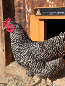 Read more about the article ChickCozy Automatic Coop Door Review